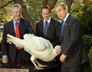 bush_turkey2.jpg